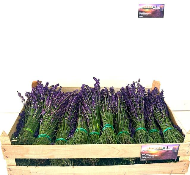 Lavender &#39;Angustifolia&#39; Italian (Various Sizes) 60cm