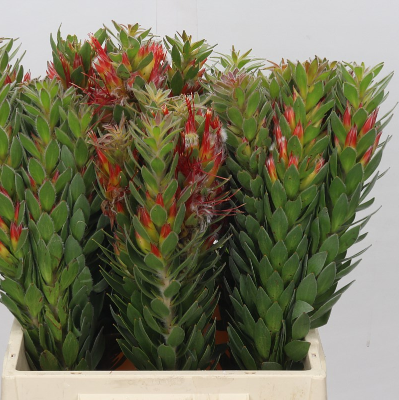 Mimetes Hirtus (Various Lengths)