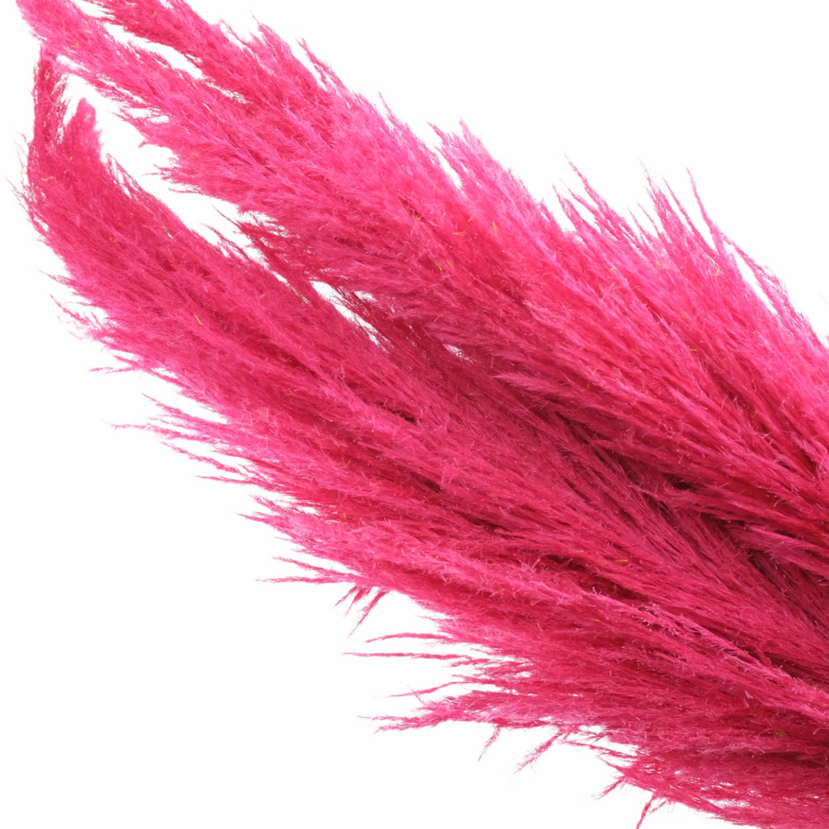 Grass &#39;Pampas&#39; (Sacuara) (Coloured) (DRY) (Various Sizes)