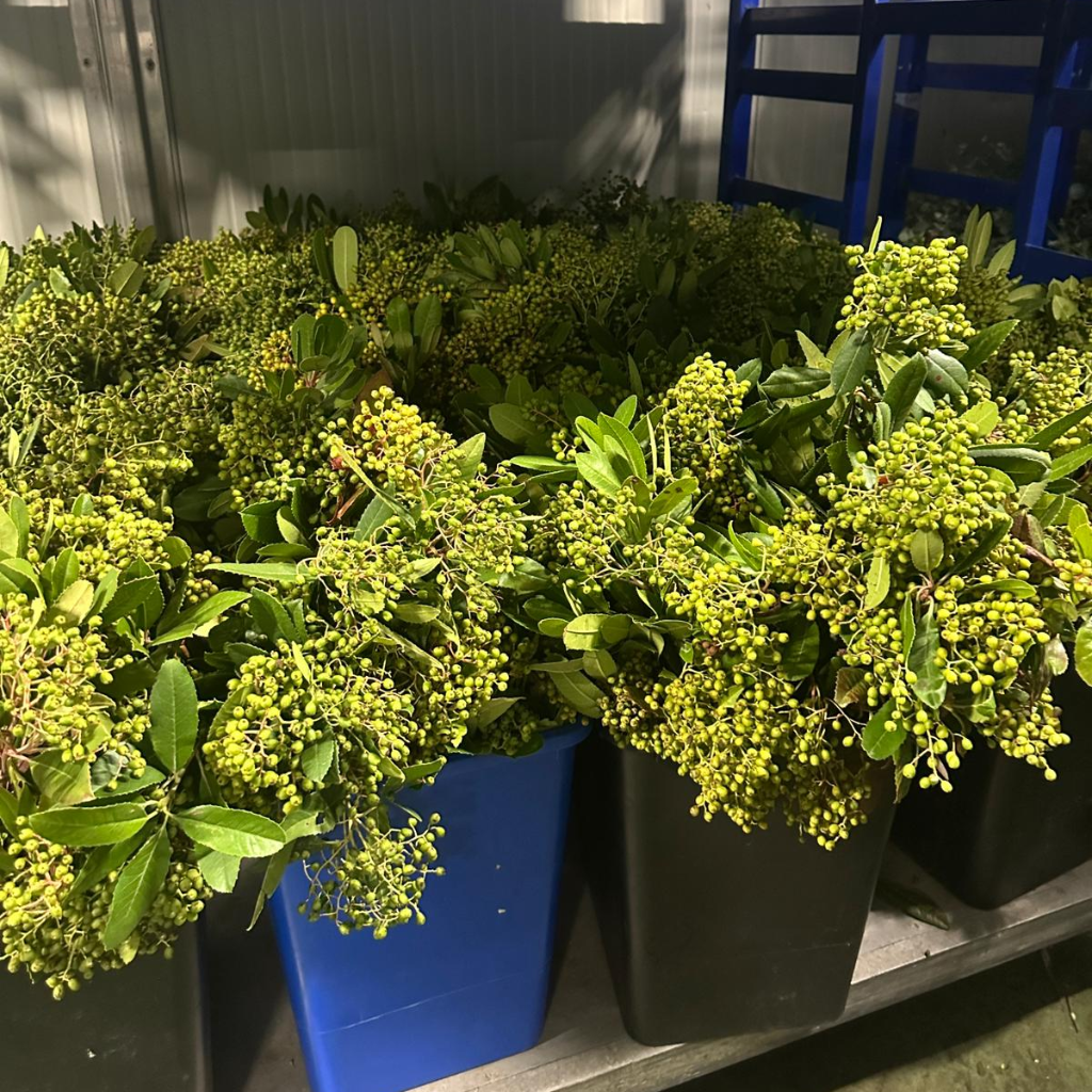 Photinia 'Berries' Green 200g