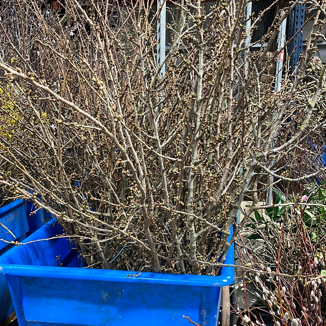 Blossom &#39;White&#39; Wild &#39;Double&#39; (Various Sizes)