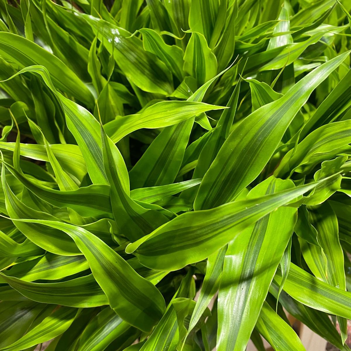 Dracena &#39;Golden&#39; 60cm (x5)