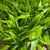 Dracena 'Golden' 60cm (x5)