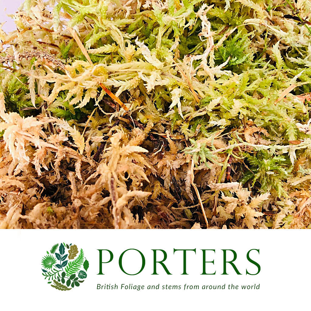 Moss 'Spagnum' (Net)