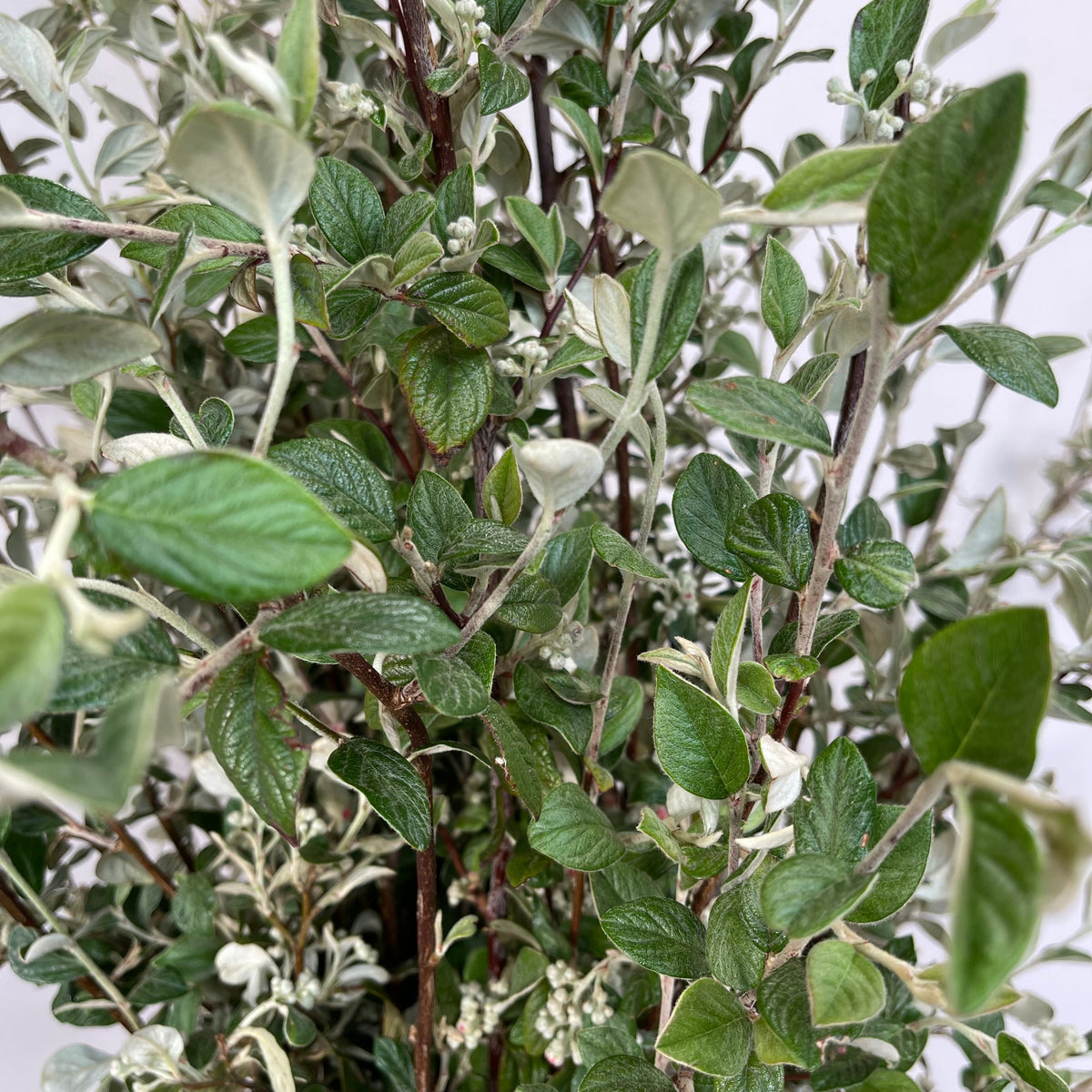 Cotoneaster &#39;Foliage&#39; (Smaller Silvery Leaf) (Wild) (Various Sizes)