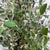 Cotoneaster 'Foliage' (Smaller Silvery Leaf) (Wild) (Various Sizes)