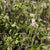 Blossom 'Bird Cherry Prunus' (Wild) (Loose bundle)