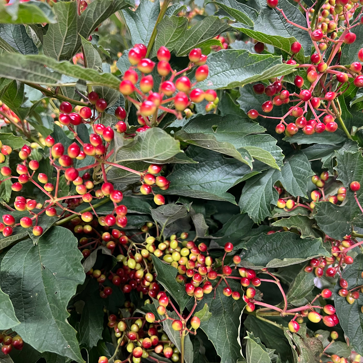 Viburnum &#39;Guelder Berried&#39; (Wild) (Various Sizes)