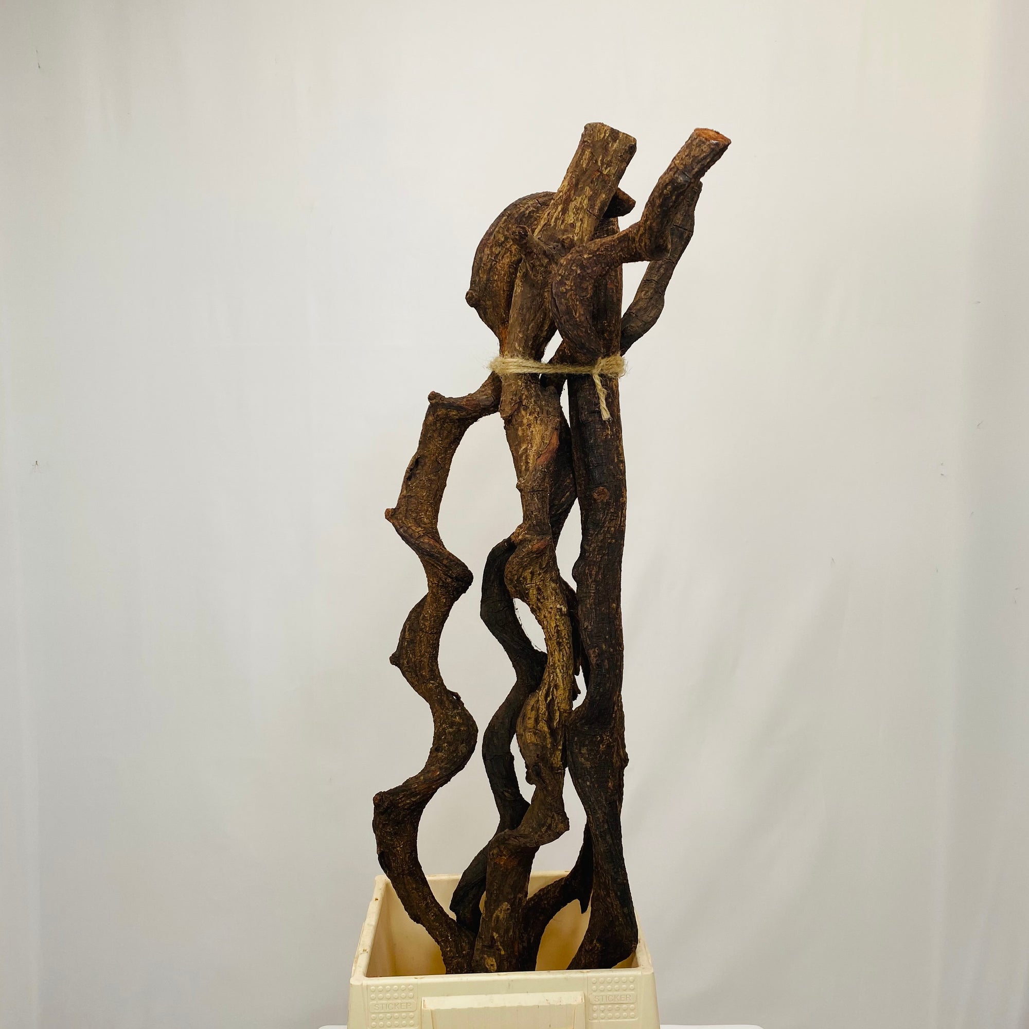 Cipo 'Rosco' (Natural) (DRY) (Various Sizes)