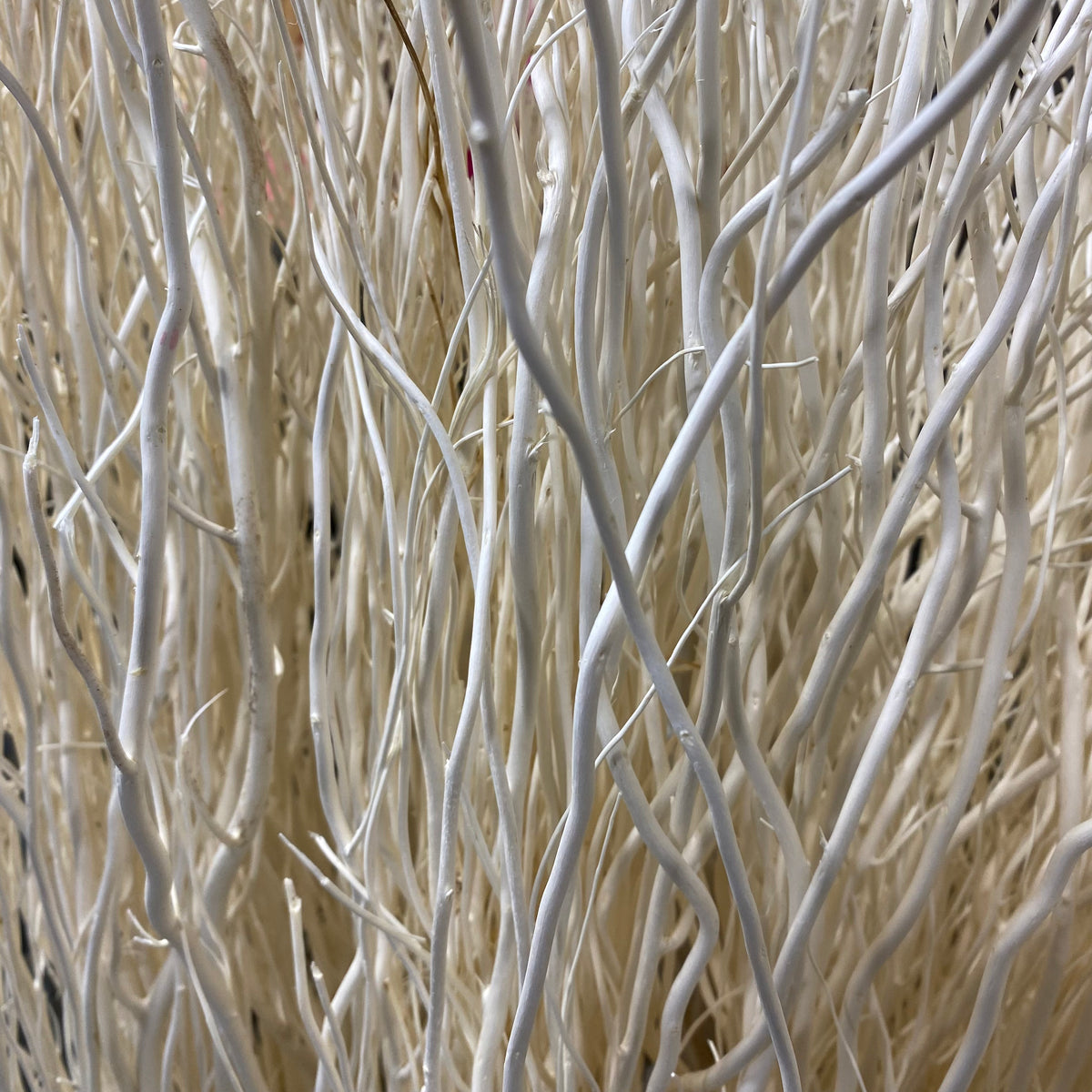 Twigs &#39;Willow&#39; 120cm (x50) (Bleached) (DRY)
