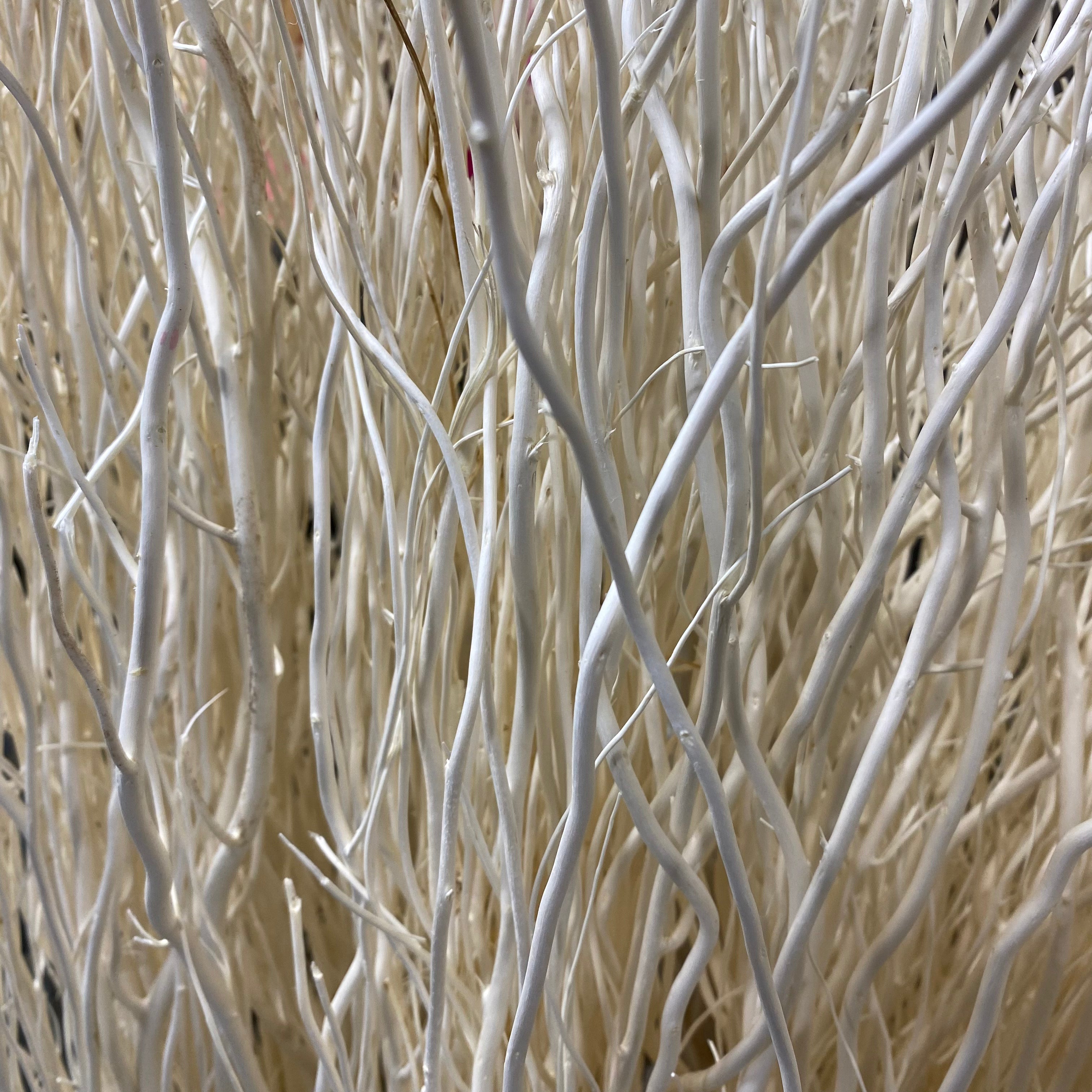 Twigs 'Willow' 120cm (x50) (Bleached) (DRY) - Porters Foliage Ltd
