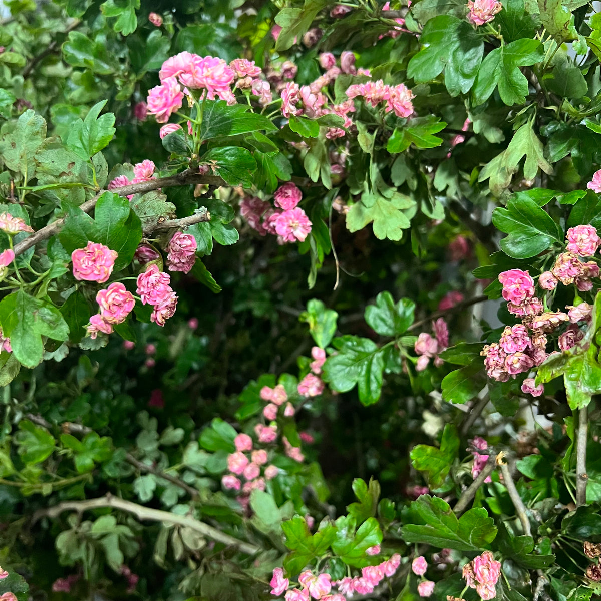 Hawthorn &#39;May-Blossom&#39; (Pink) (Wild) (Loose bundle)