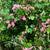 Hawthorn 'May-Blossom' (Pink) (Wild) (Loose bundle)