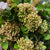 Viburnum 'Flowering' (Wild) (Various Sizes)