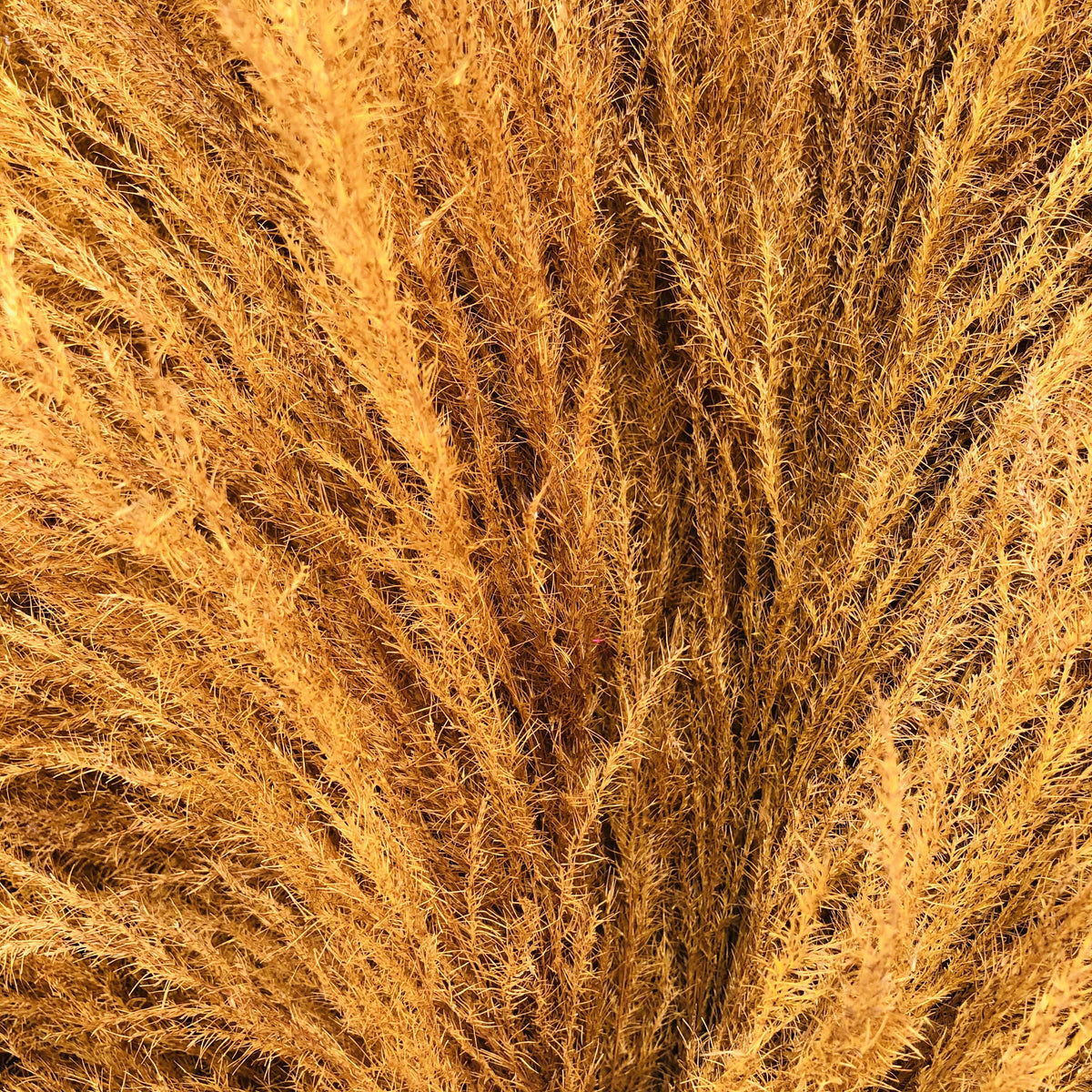 Grass &#39;Pampas&#39; (Sacuara) (Coloured) (DRY) (Various Sizes)