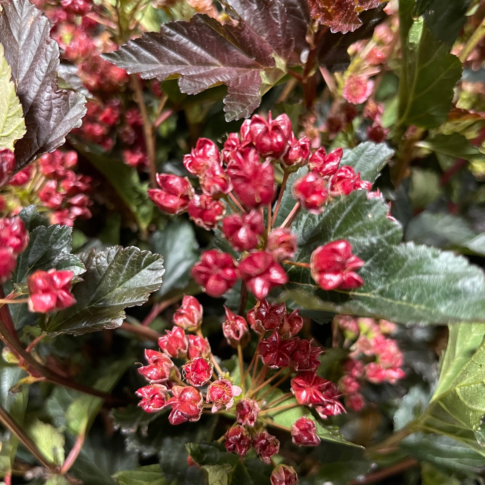 Diablo 'Early Bird' (Wild) (Various Sizes))