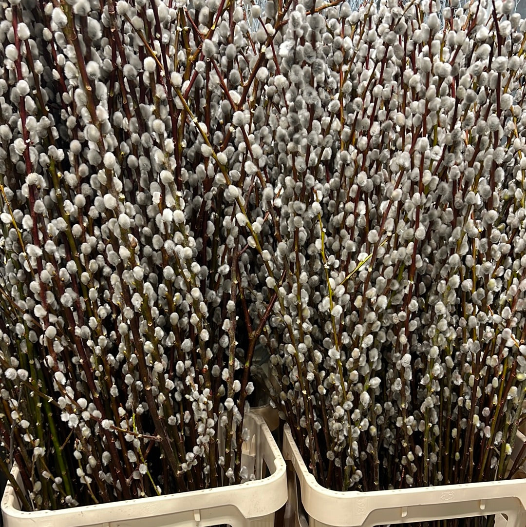 Pussy Willow &#39;Magical Silver&#39; (Various Lengths)