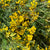 Tansy (Wild) (Various Sizes)