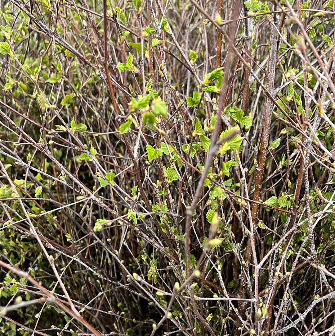 Betula &#39;Tight Leaf&#39; (Wild) (Silver Birch) (Various Sizes)