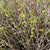 Betula 'Tight Leaf' (Wild) (Silver Birch) (Various Sizes)
