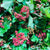 Diablo 'Early Bird' (Wild) (Various Sizes))