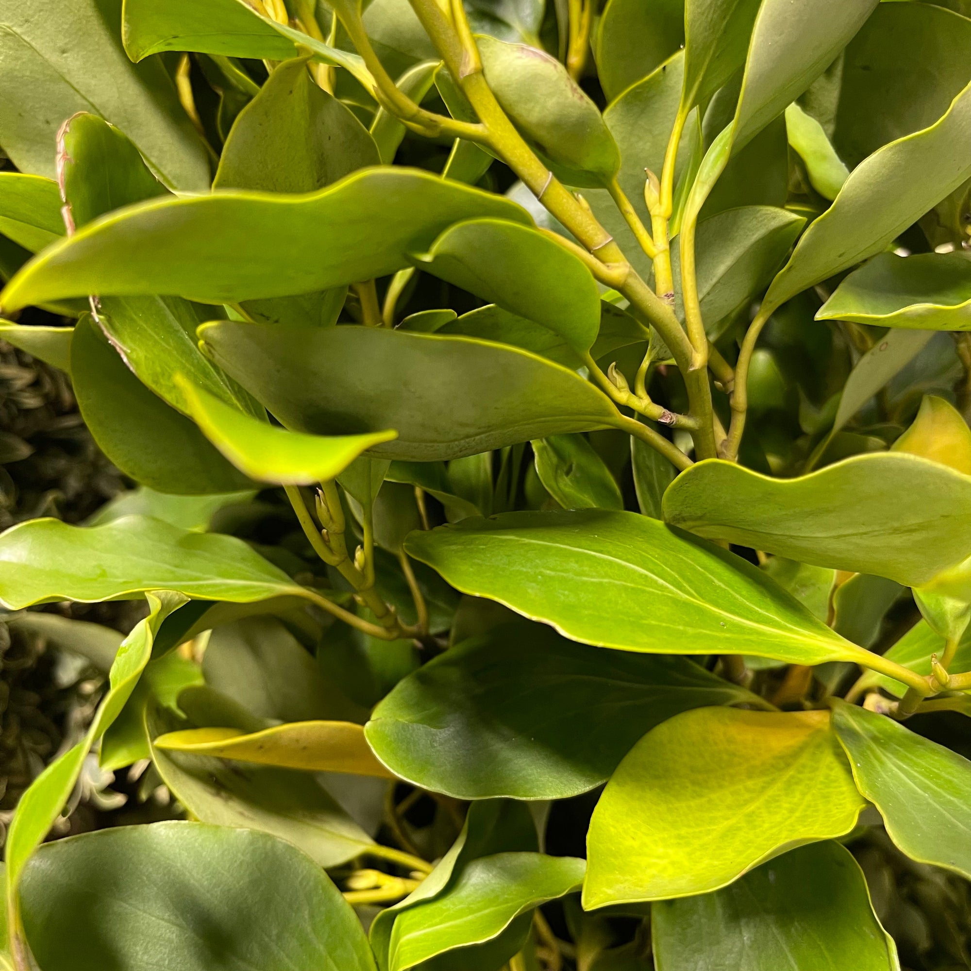 Griselinia littoralis (Wild) (Various Sizes)