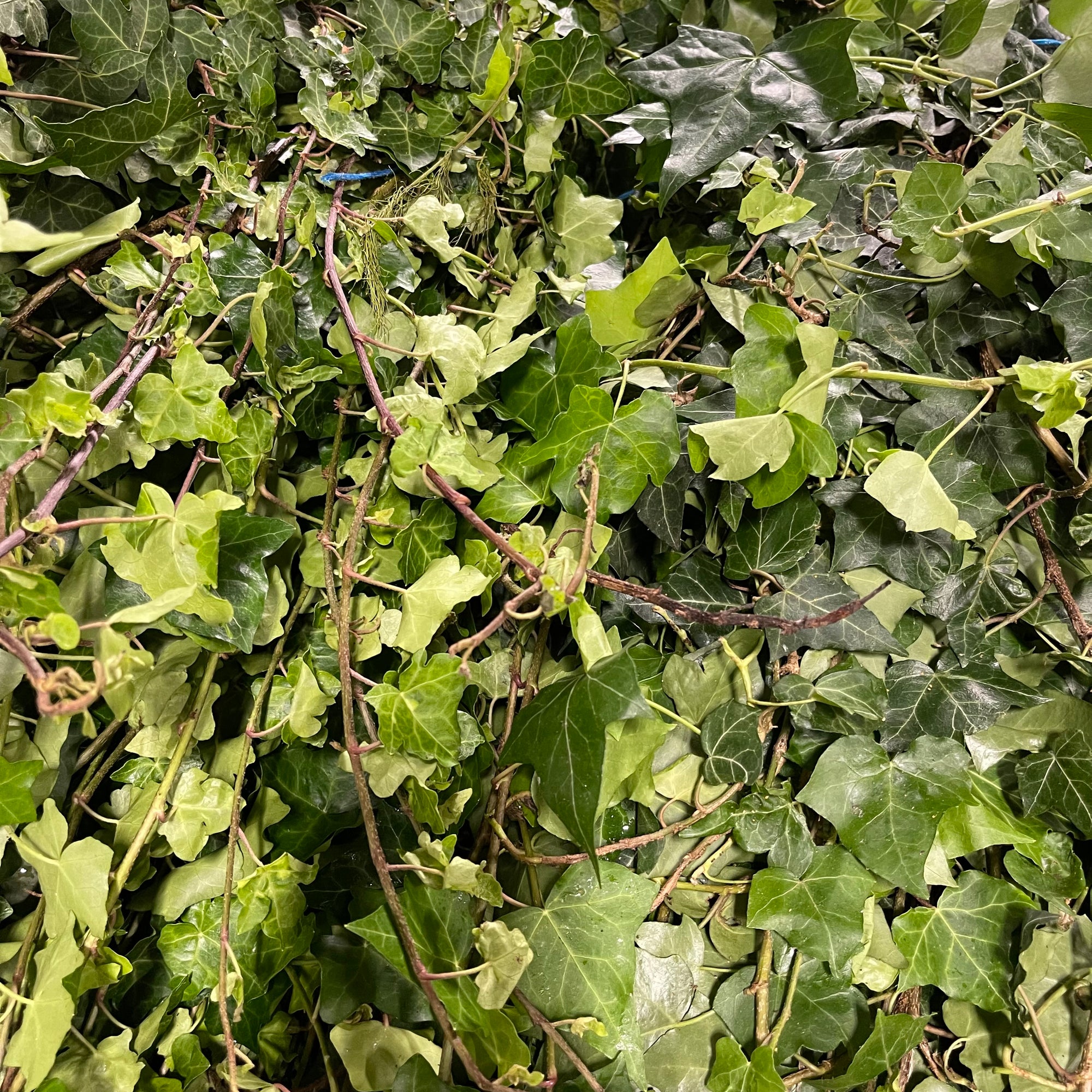 Ivy 'Trailing' (Green) (Cultivated E) (Short) (x10)