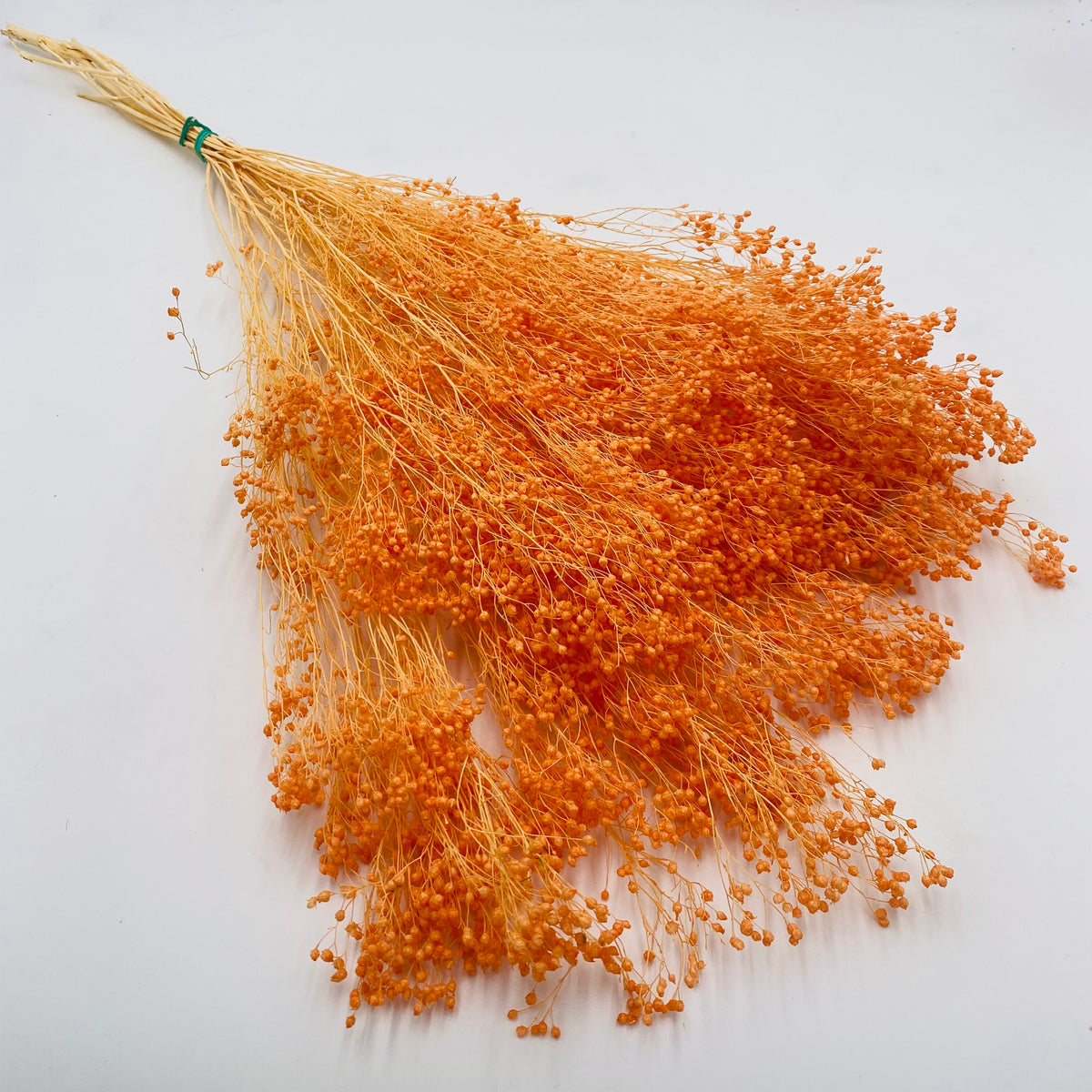 Broom &#39;Flower&#39; (Various Colours) (DRY) (100g)