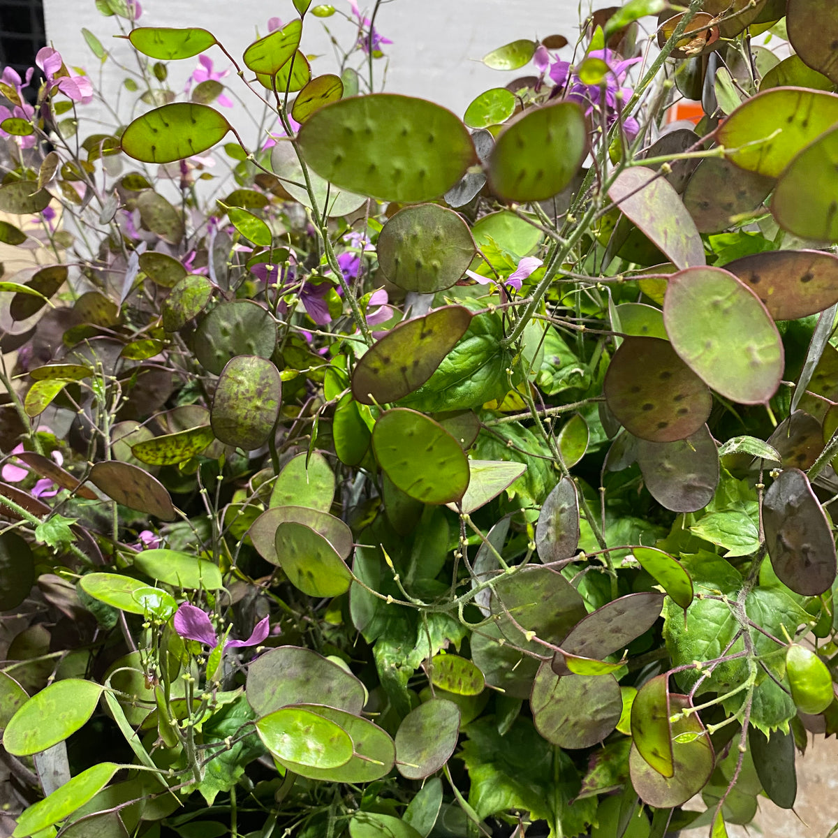 Lunaria &#39;Honesty&#39; Flowering (Cultivated E) (x10)