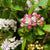 Viburnum 'Flowering' (Wild) (Various Sizes)