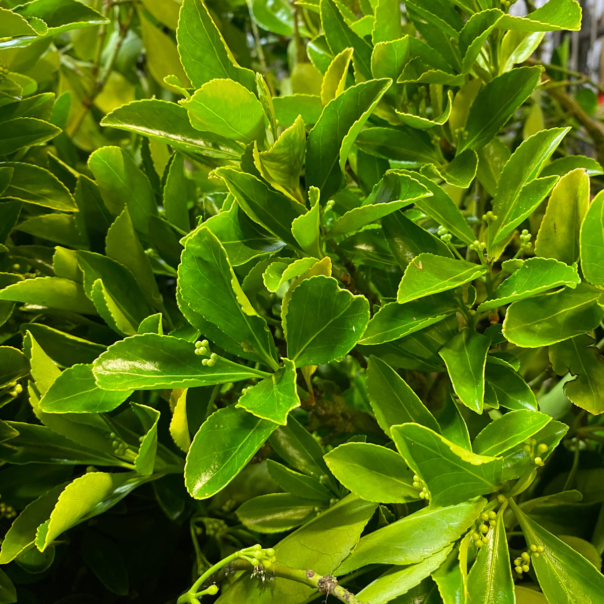 Euonymus &#39;Green&#39; (Wild) (Various Sizes)