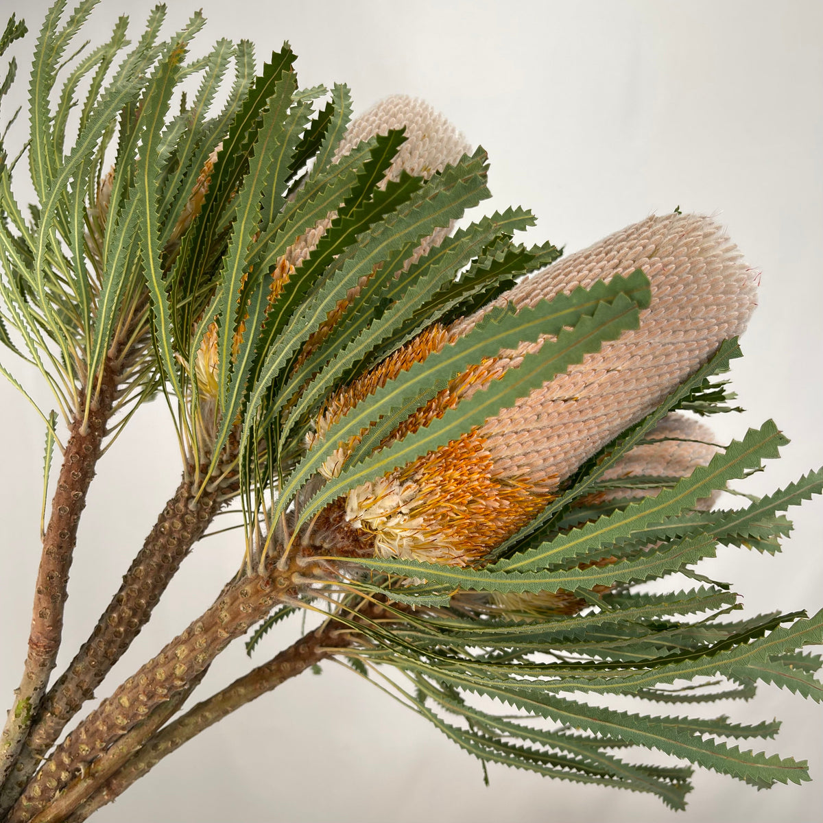 Protea &#39;Banksia&#39; (Prionotes) (Various Lengths)