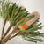 Protea 'Banksia' (Prionotes) (Various Lengths)