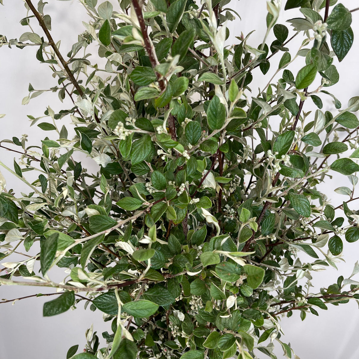 Cotoneaster &#39;Foliage&#39; (Smaller Silvery Leaf) (Wild) (Various Sizes)