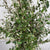 Cotoneaster 'Foliage' (Smaller Silvery Leaf) (Wild) (Various Sizes)