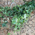 Ivy 'Trailing' (Veriegated) Wild