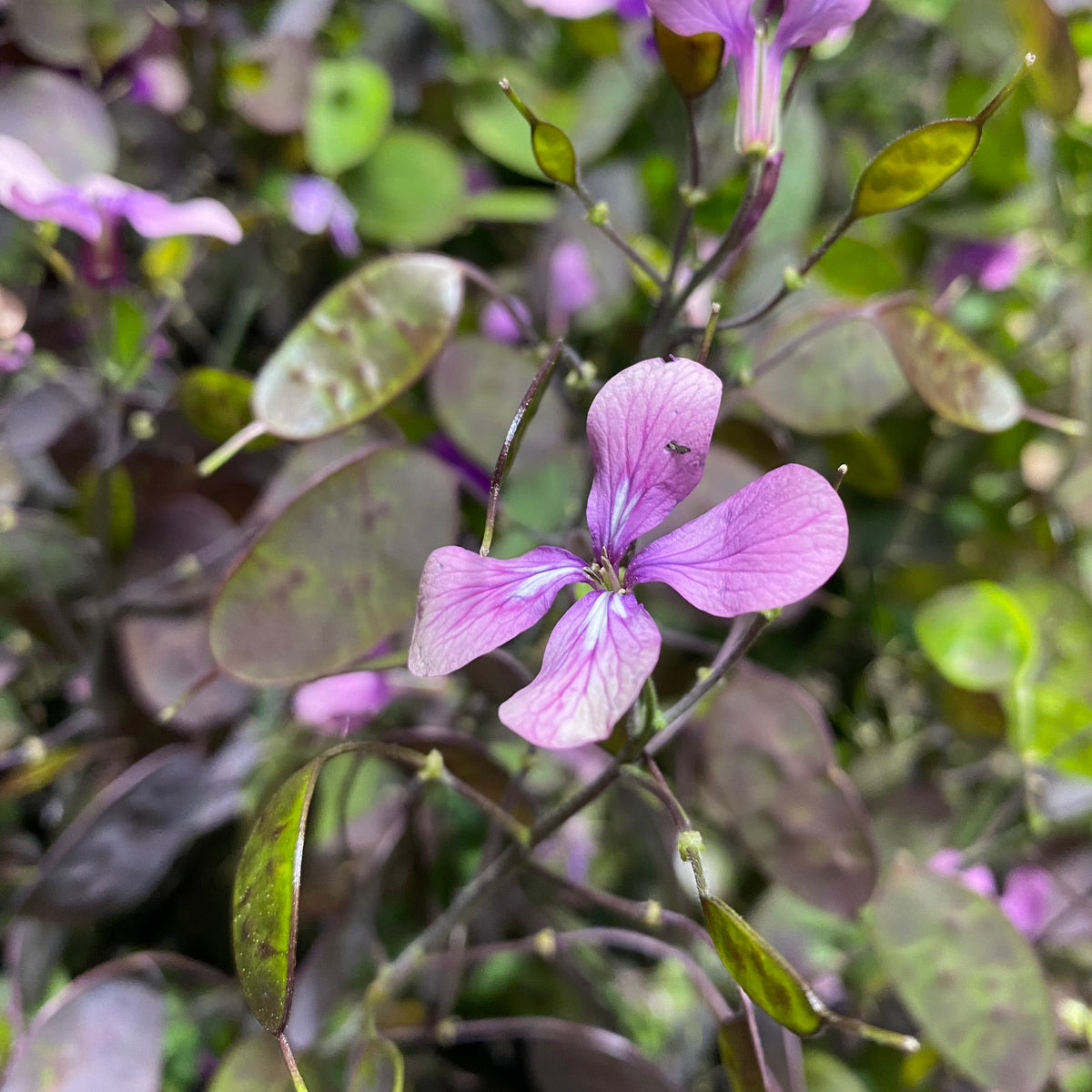 Lunaria &#39;Honesty&#39; Flowering (Cultivated E) (x10)