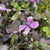Lunaria 'Honesty' Flowering (Cultivated E) (x10)