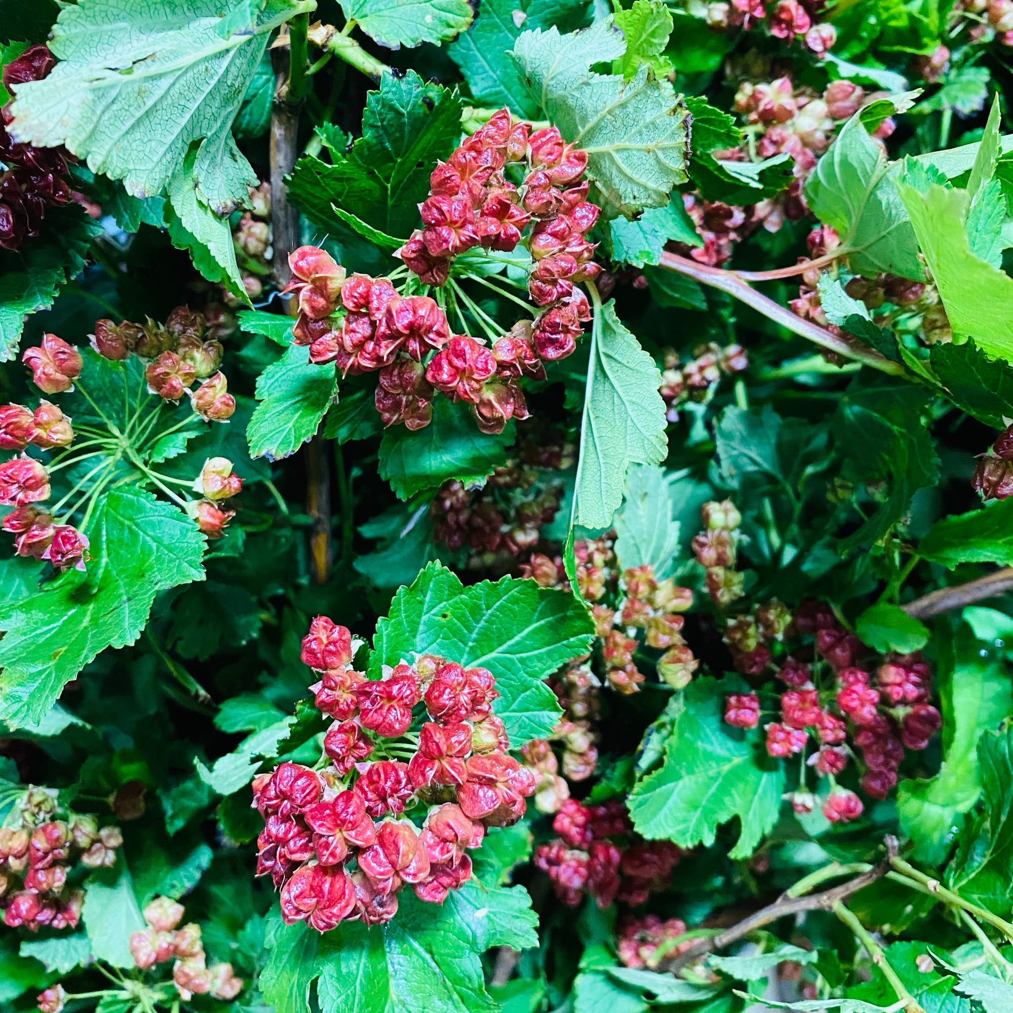 Diablo "Early Bird" Cultivated (Various Lengths)