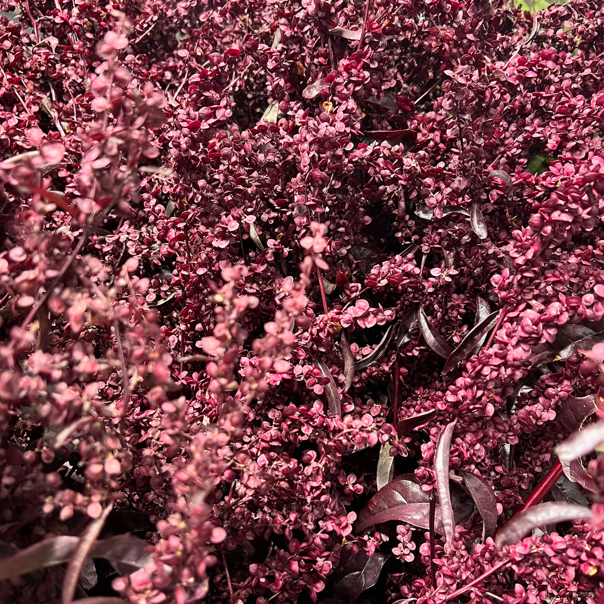 Atriplex hortensis &#39;Red Orach&#39; (Cultivated E) (x5)