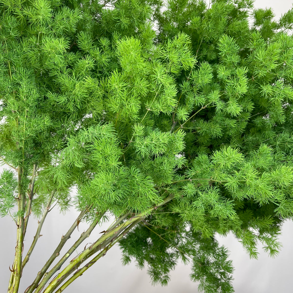 Fern &#39;Asparagus&#39; (Ming Fern) (Various Lengths)