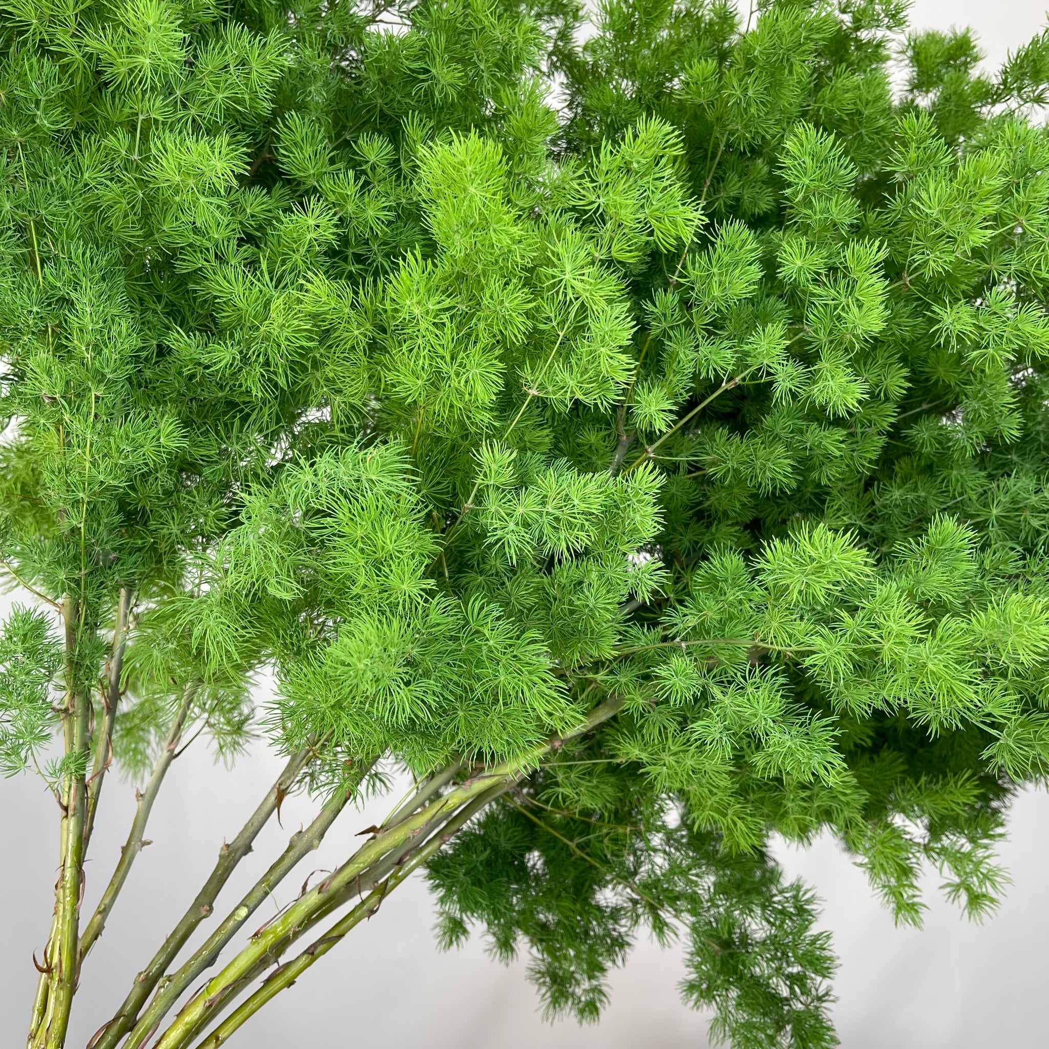 Fern Asparagus Ming Fern Various Lengths Porters Foliage Ltd fern-asparagus-ming-fern-various-lengths-porters-foliage-ltd