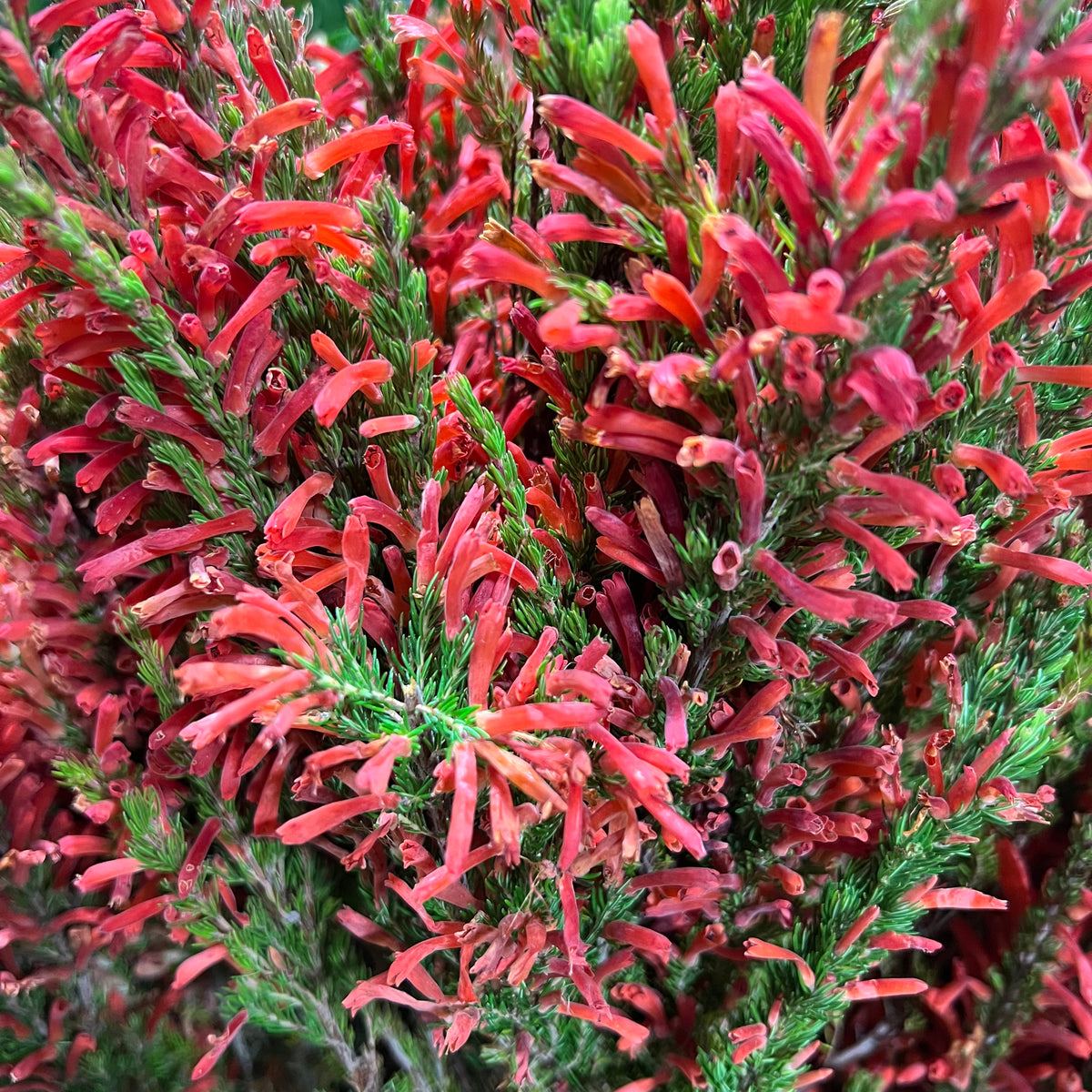 Heather (Erica) &#39;Red&#39; (x10)