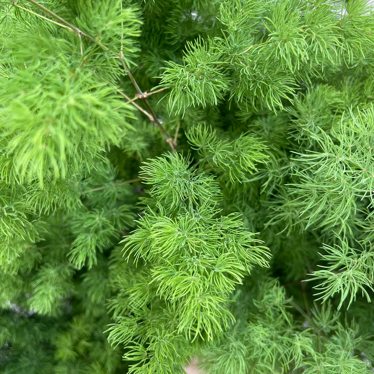 Fern &#39;Asparagus&#39; (Ming Fern) (Various Lengths)