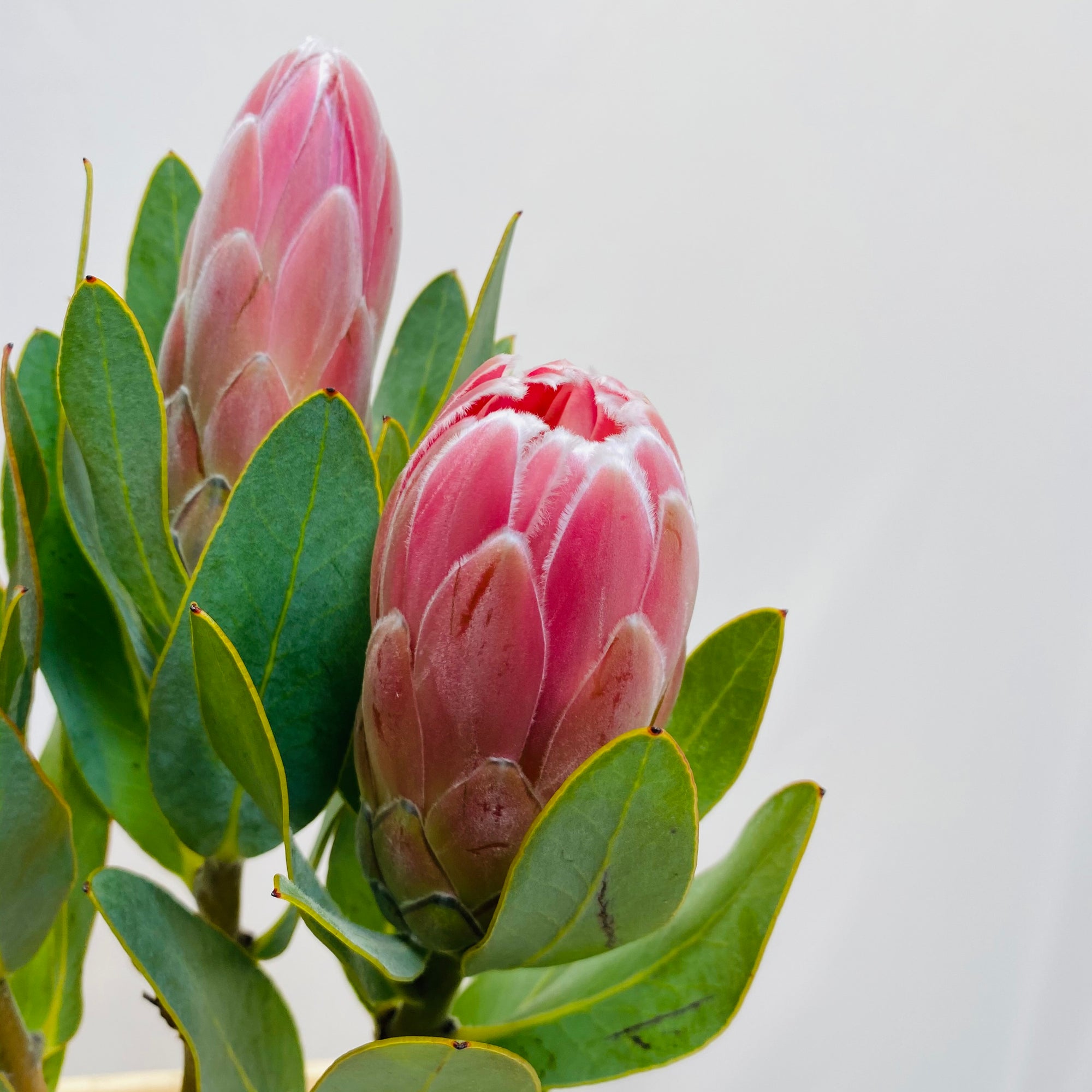 Protea 'Penny Pink' (Various Lengths)