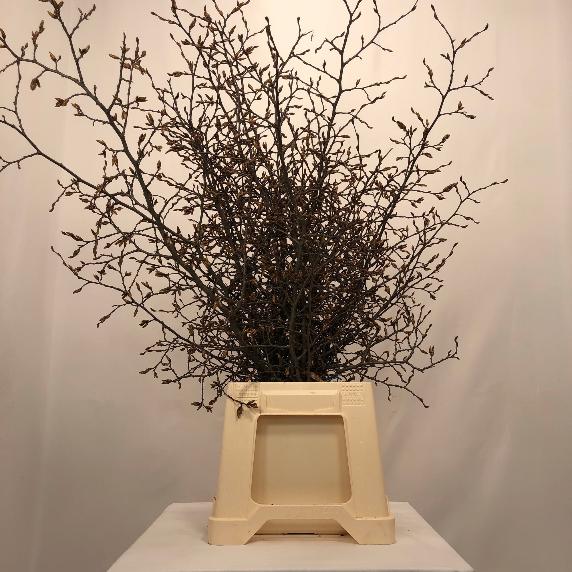 Beech 'Bud' (Wild) (Various Sizes)