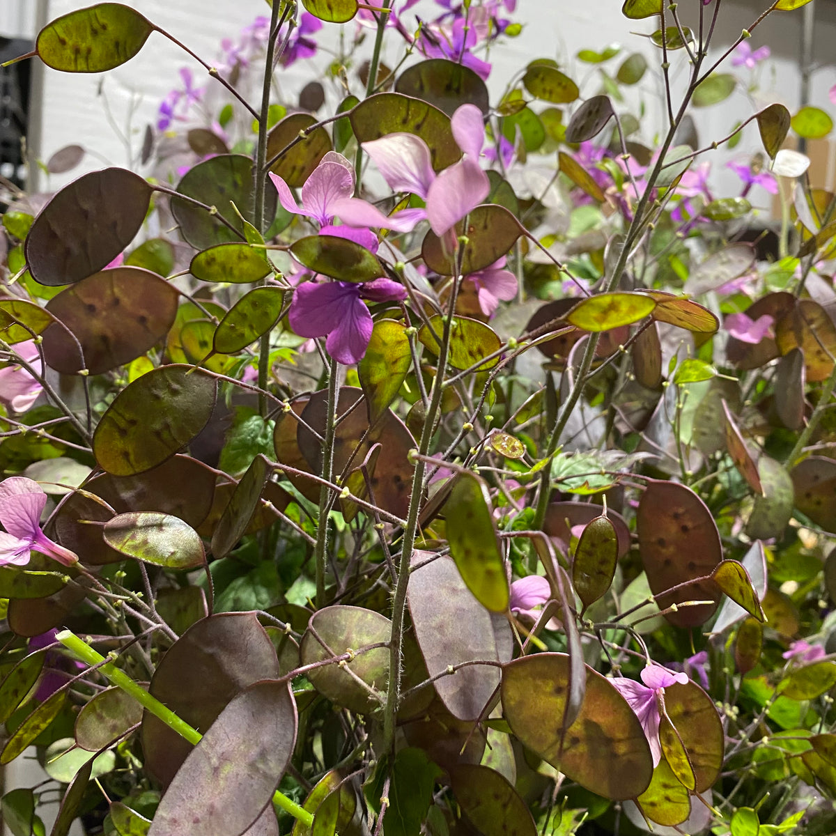 Lunaria &#39;Honesty&#39; Flowering (Cultivated E) (x10)