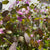 Lunaria 'Honesty' Flowering (Cultivated E) (x10)