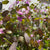 Lunaria 'Honesty' Flowering (Cultivated E) (x10)