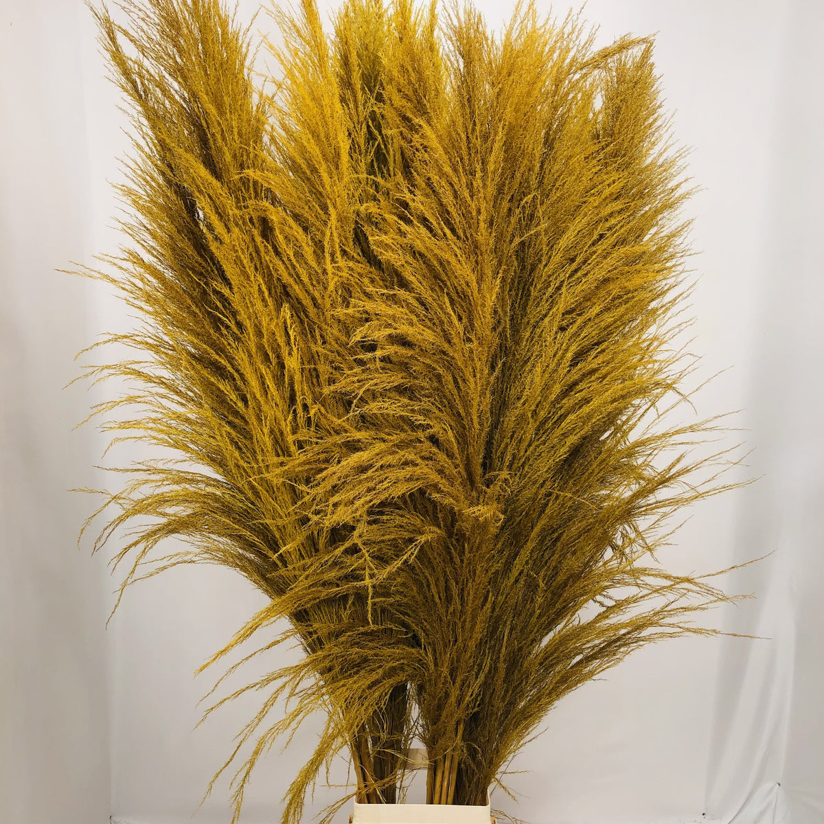 Grass &#39;Pampas&#39; (Sacuara) (Coloured) (DRY) (Various Sizes)